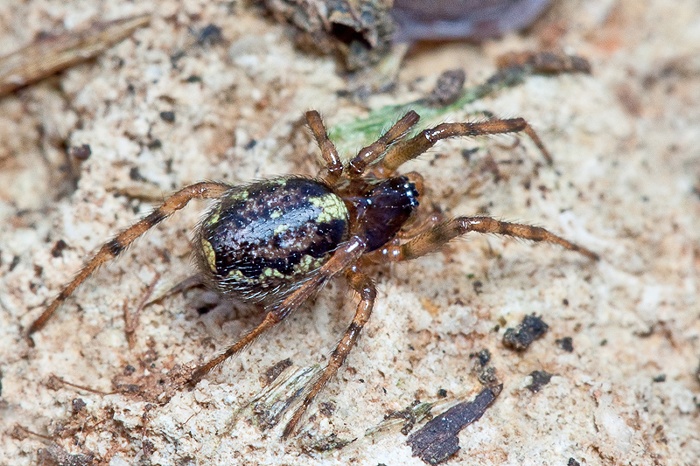 Enoplognatha sp.